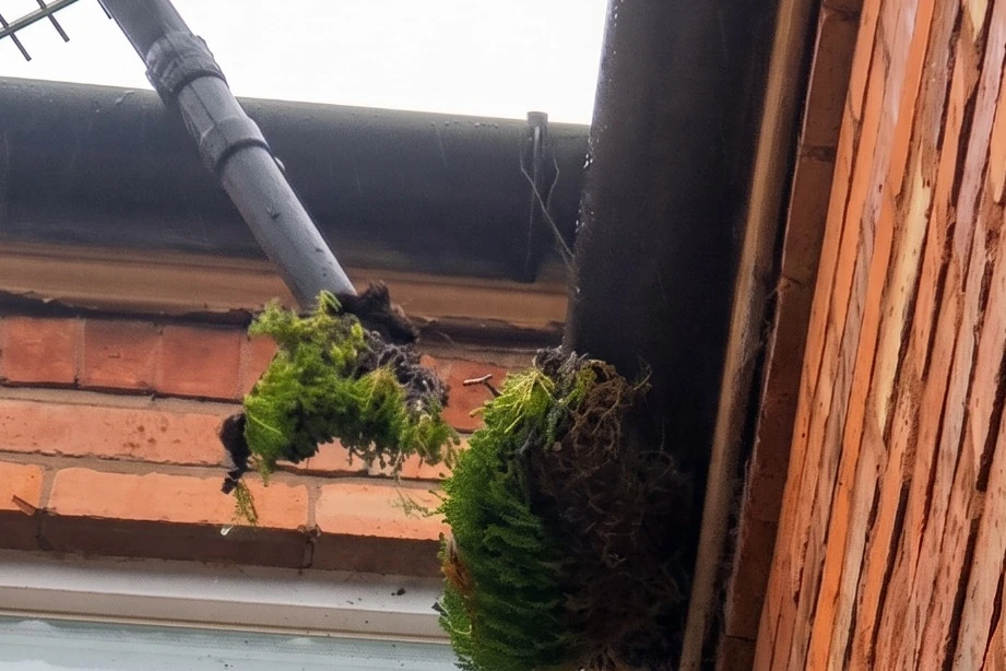 Residential gutter before professional cleaning by Exact Clean